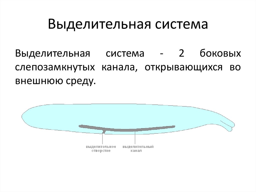 Круглые черви выделительная система