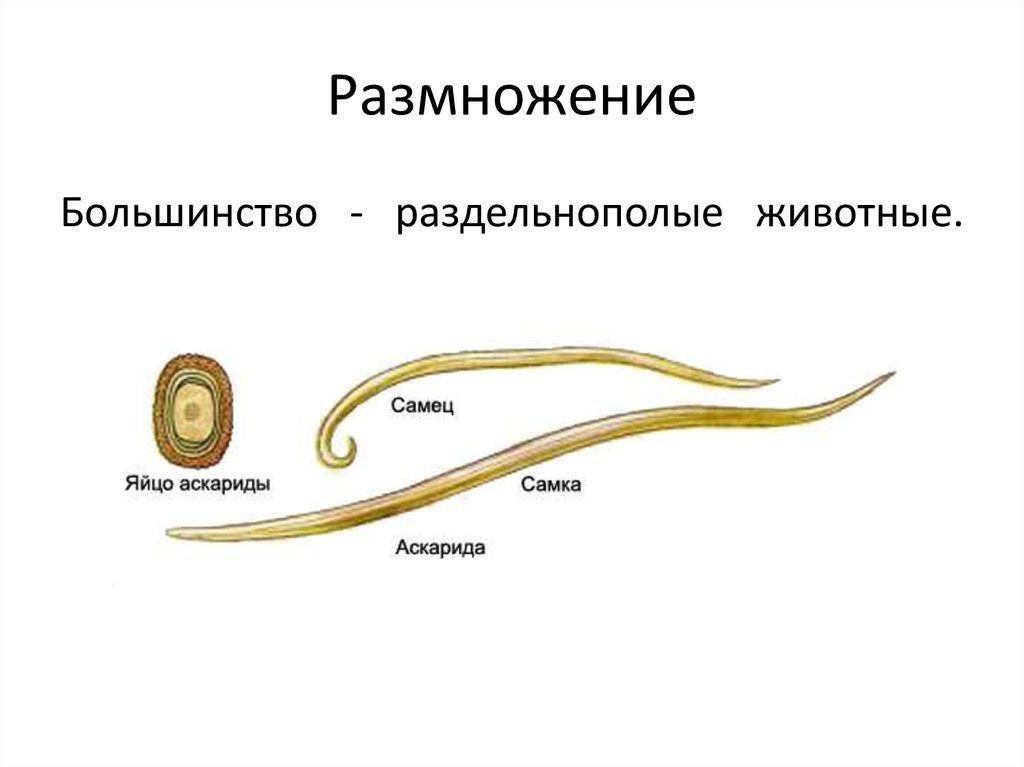 Круглые черви классы