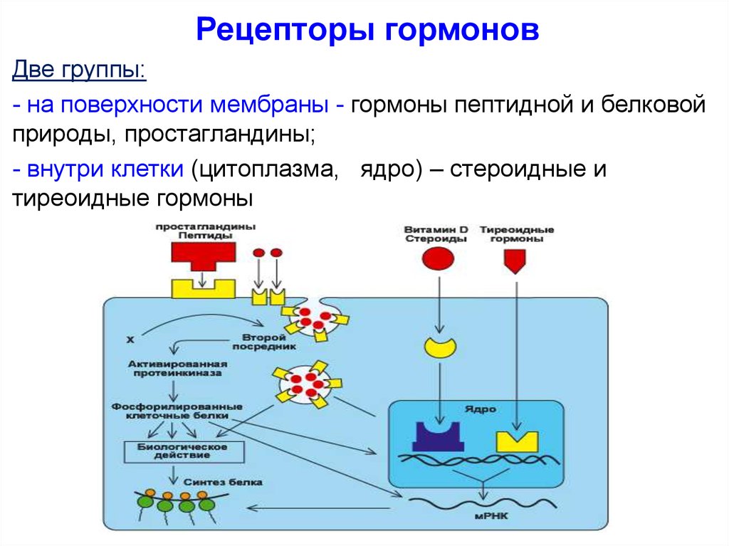 Поверхностные группы