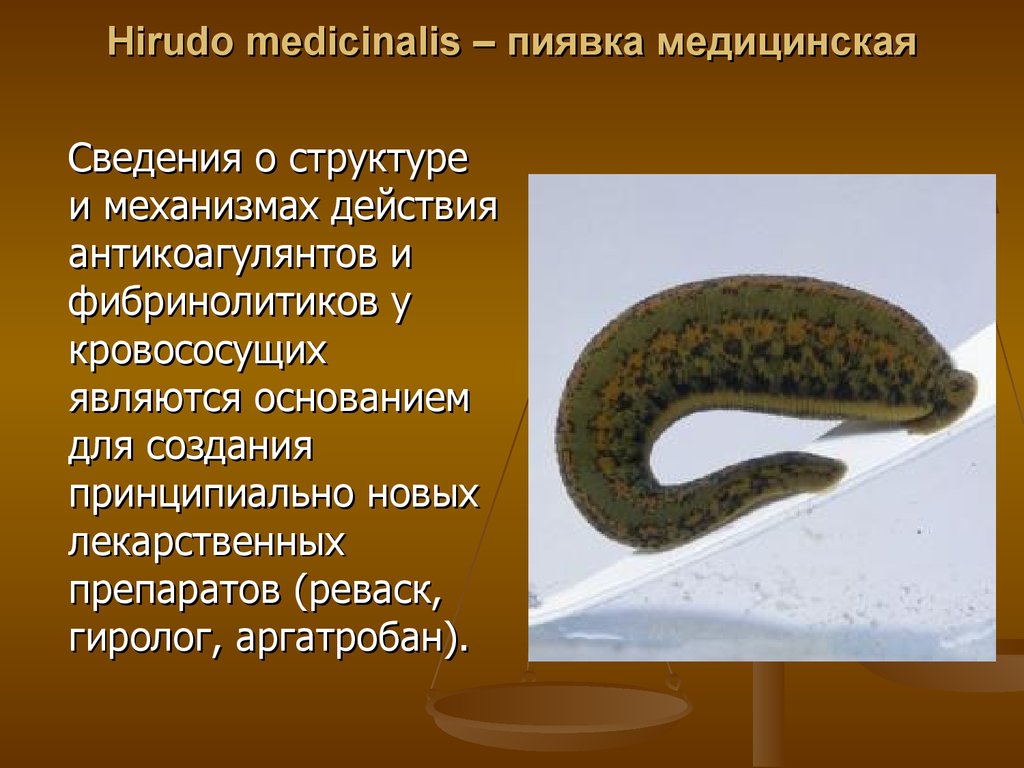 Пиявка приспособление к среде обитания. Медицинская пиявка Hirudo medicinalis. Восточная пиявка Hirudo medicinalis orientalis. Медицинская пиявка Hirudo medicinalis гирудотерапия. Пиявки кольчатые черви.