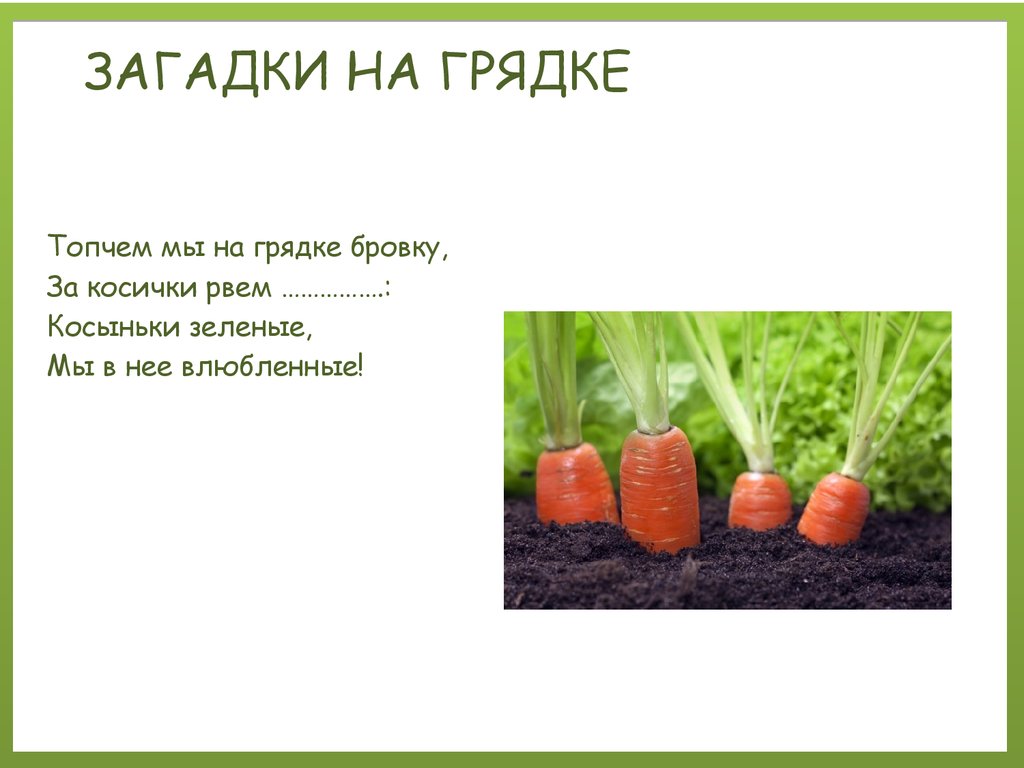 Как на нашей грядке выросли. Загадки с грядки. Загадки с грядки для детей. Загадки с грядки с ответами. Загадки с грядки с картинками для детей.