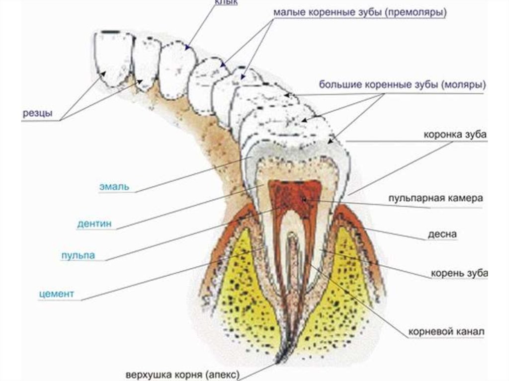 Зубы анатомия. Строение малого коренного зуба. Строение зуба человека анатомия. Зубы человека анатомия латынь. Строение большого коренного зуба.