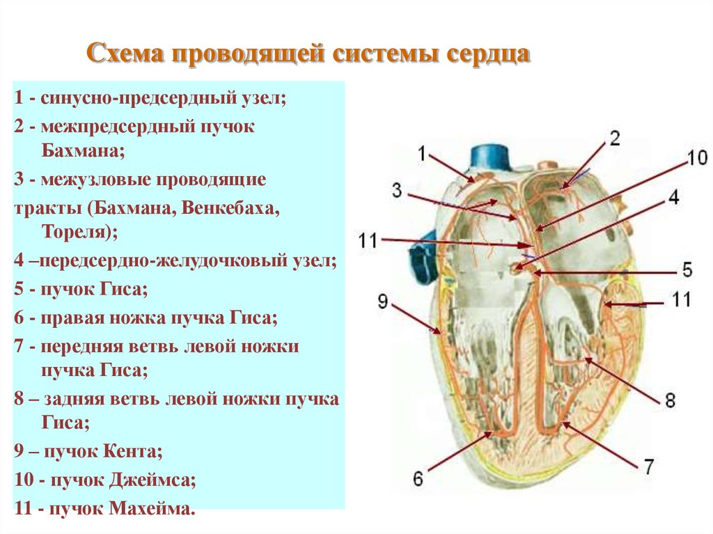 Сердце укажет. Проводящая система сердца пучок Бахмана. Внутреннее строение сердца Проводящая система сердца. Проводящая система сердца схема. Межузловые тракты.