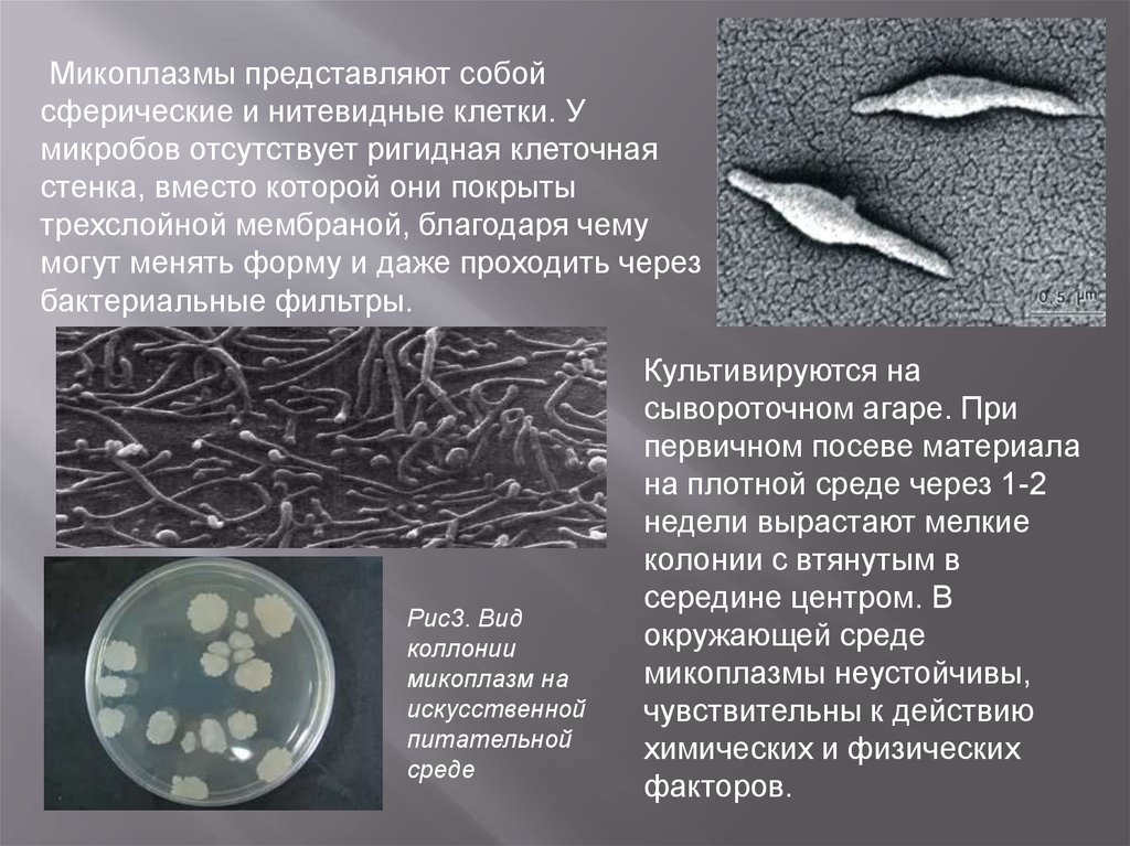 Микоплазменная этиология. Микоплазмы строение микробиология. Mycoplasma pneumoniae строение. Микоплазма пневмония микроскопия. Mycoplasma genitalium морфология.