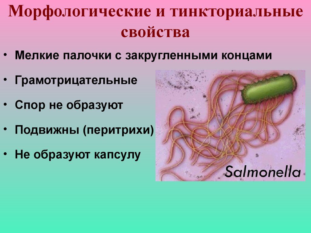 Тиф сальмонеллез. Брюшной тиф морфология возбудителя. Salmonella морфология возбудителя. Антигенная структура брюшного тифа. Морфологические и тинкториальные свойства сальмонелл.