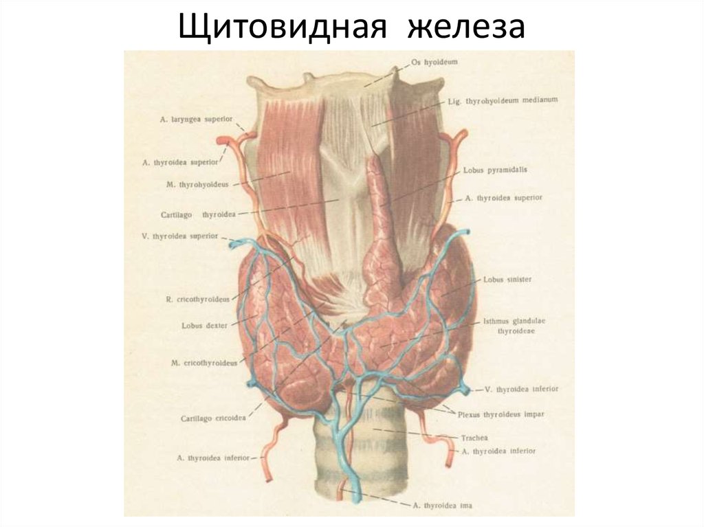 Структурные изменения щитовидной