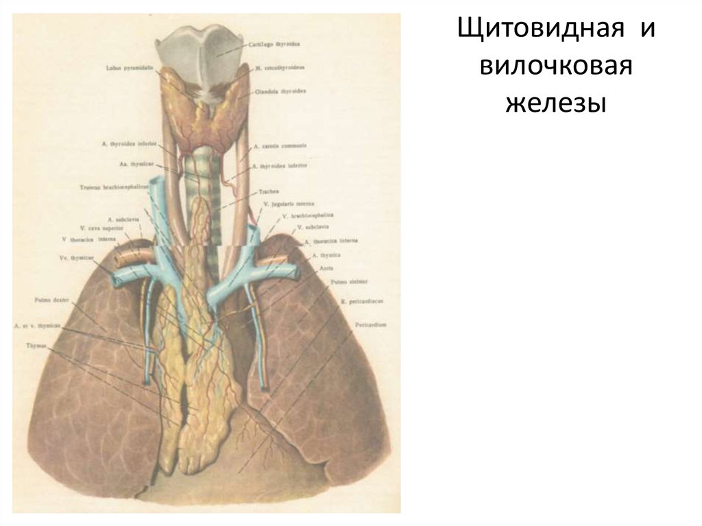 Щитовидная и вилочковая железы