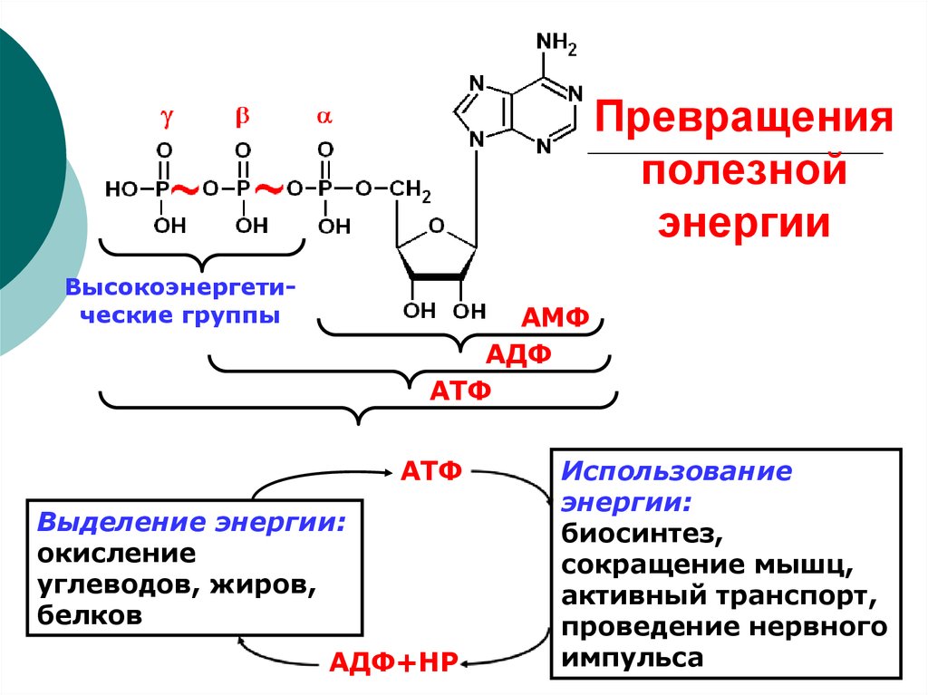 Схема строения АТФ И превращения ее в АДФ. Флавинадениндинуклеотид. Схема распада пуриновых нуклеозидов.