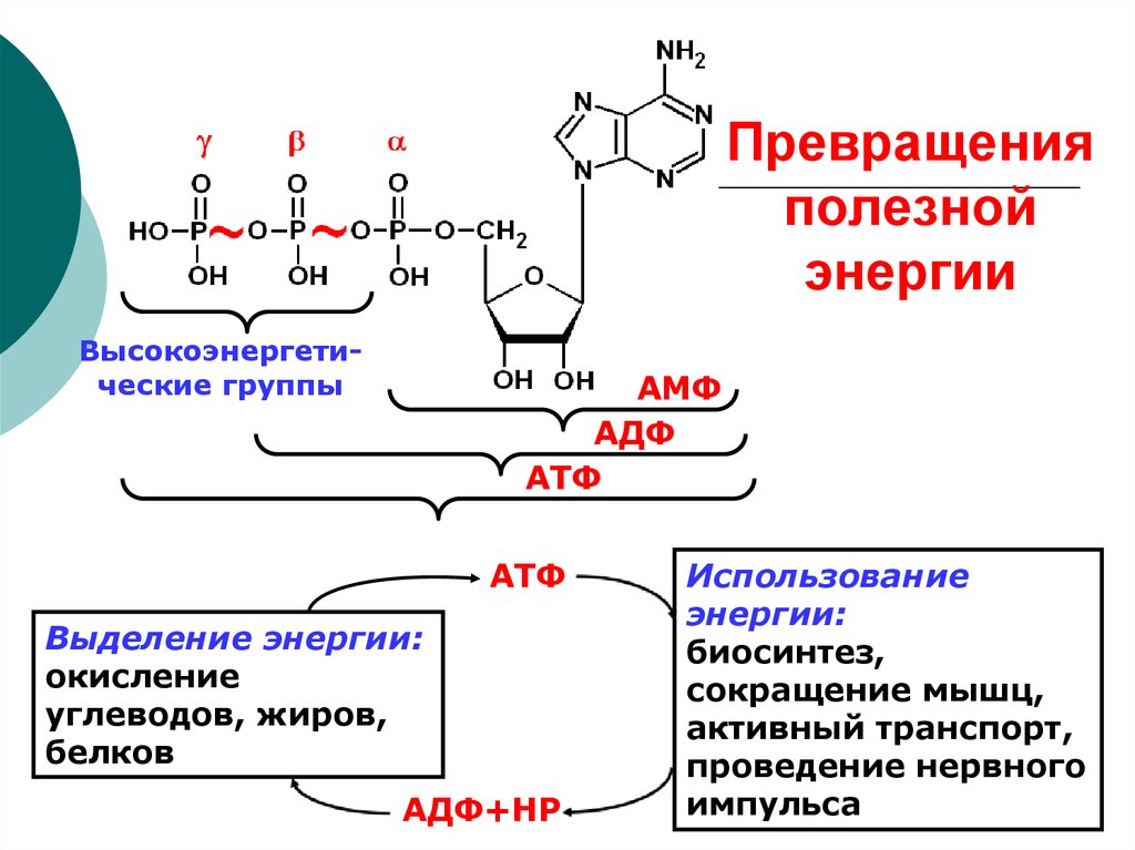 Атф запасает энергию. Схема строения АТФ И превращения ее в АДФ. Флавинадениндинуклеотид. Схема распада пуриновых нуклеозидов.