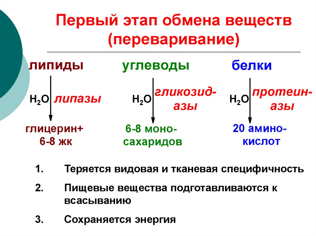 Энергетические вещества. Этапы обмена веществ схема. Этапы обмена веществ в организме человека таблица. Обмен веществ таблица ( обмен белков,. Обмен веществ, стадии обмена веществ биохимия.