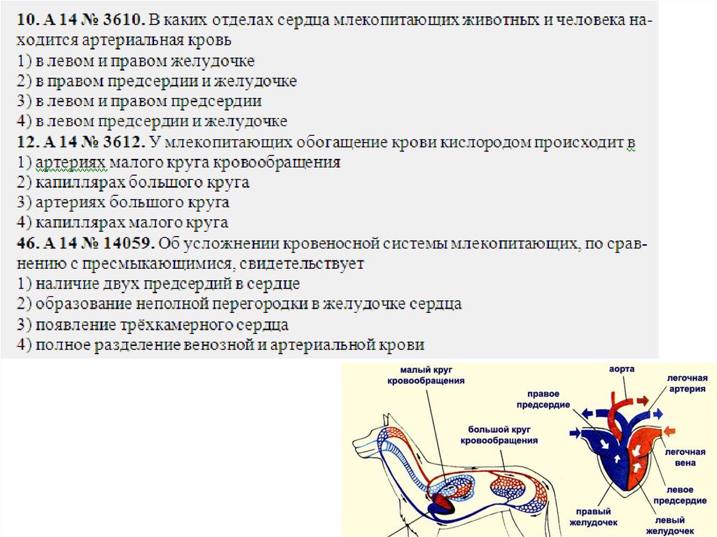 Сердце рептилий с неполной перегородкой