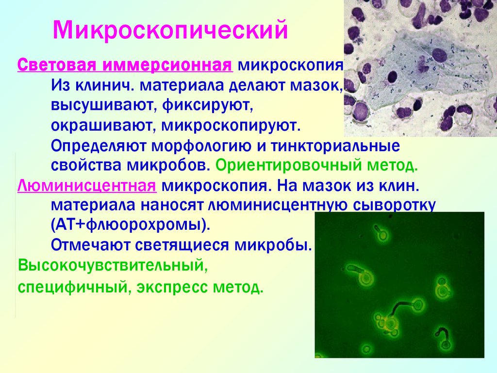 Применение метода микроскопии. Иммерсионная световая микроскопия. Иммерсионная микроскопия в микробиологии. Световая микроскопия с иммерсионной системой. Иммерсионной микромкоп.