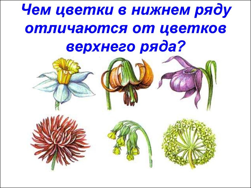 Чем отличаются цветки. Чем цветки в Нижнем ряду отличаются от цветков верхнего ряда. Одиночные и групповые цветы. Нижние растения. Тип связи растения верхняя и нижняя.