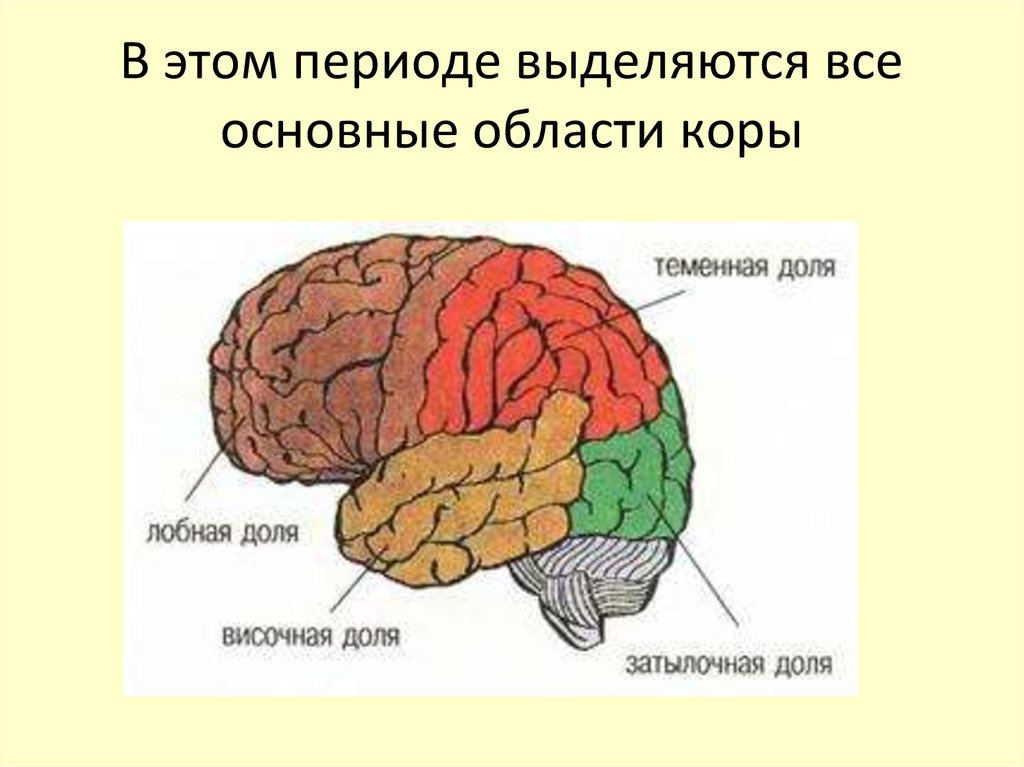 Рисунок долей мозга. Доли больших полушарий головного мозга рисунок. Доли коры головного мозга. Доли коры больших полушарий рисунок. Большие полушария доли.