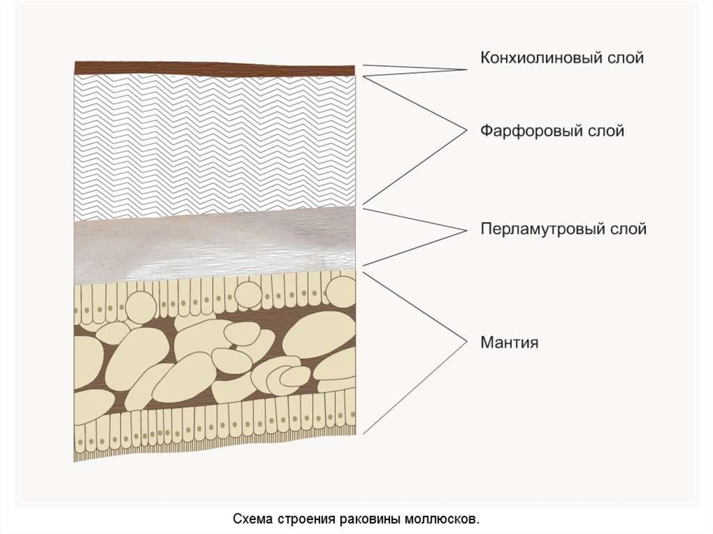 Строение покрова тела моллюсков. Строение покровов моллюсков. Покровы тела моллюсков. Покровы тела двустворчатых моллюсков.