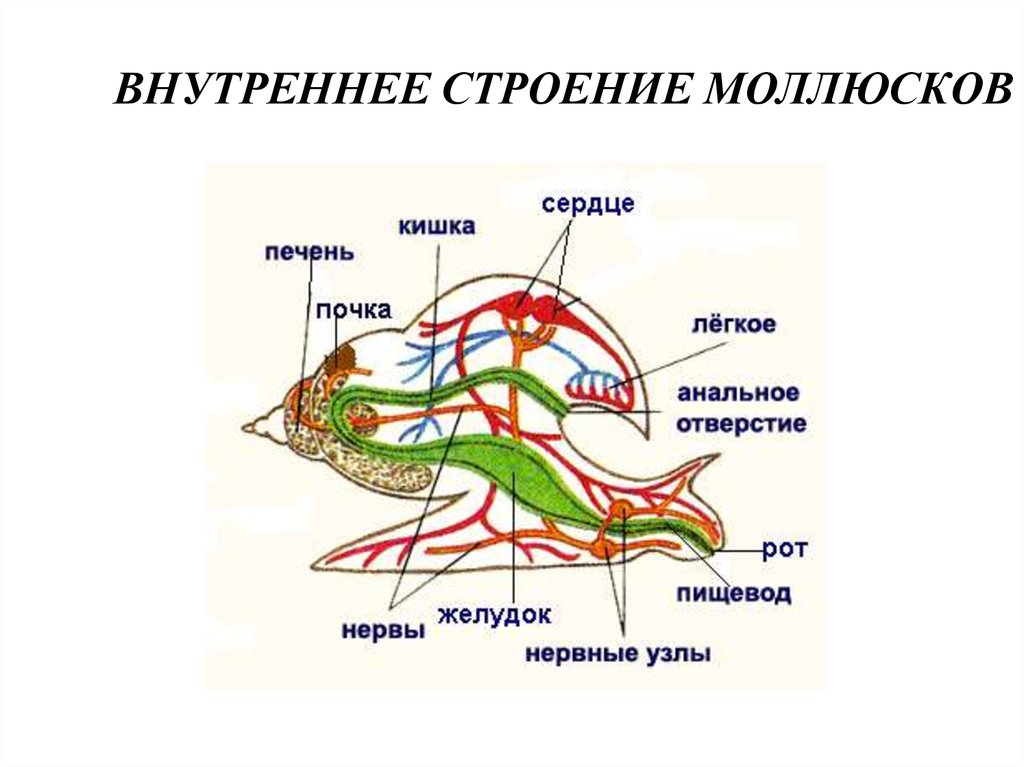 Органы моллюска на рисунке