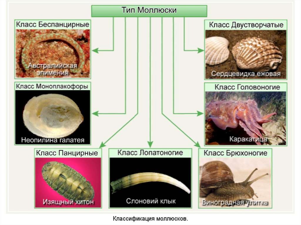 Класс двустворчатые и головоногие. Тип моллюски классификация. Моллюски биология 7 класс. Тип моллюски 7 класс биология. Строение панцирных моллюсков.