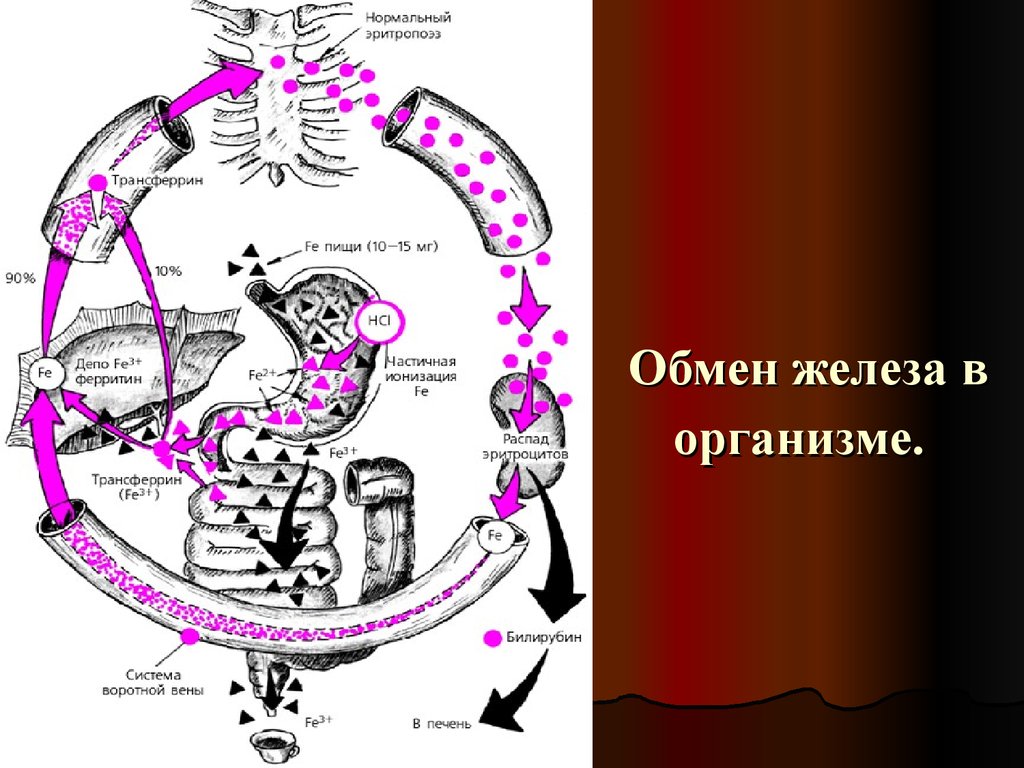 Обмен железа в печени. Схема метаболизма железа в организме. Метаболизм железа в организме человека схемы. Схема обмена железа в организме биохимия. Циркуляция железа в организме.