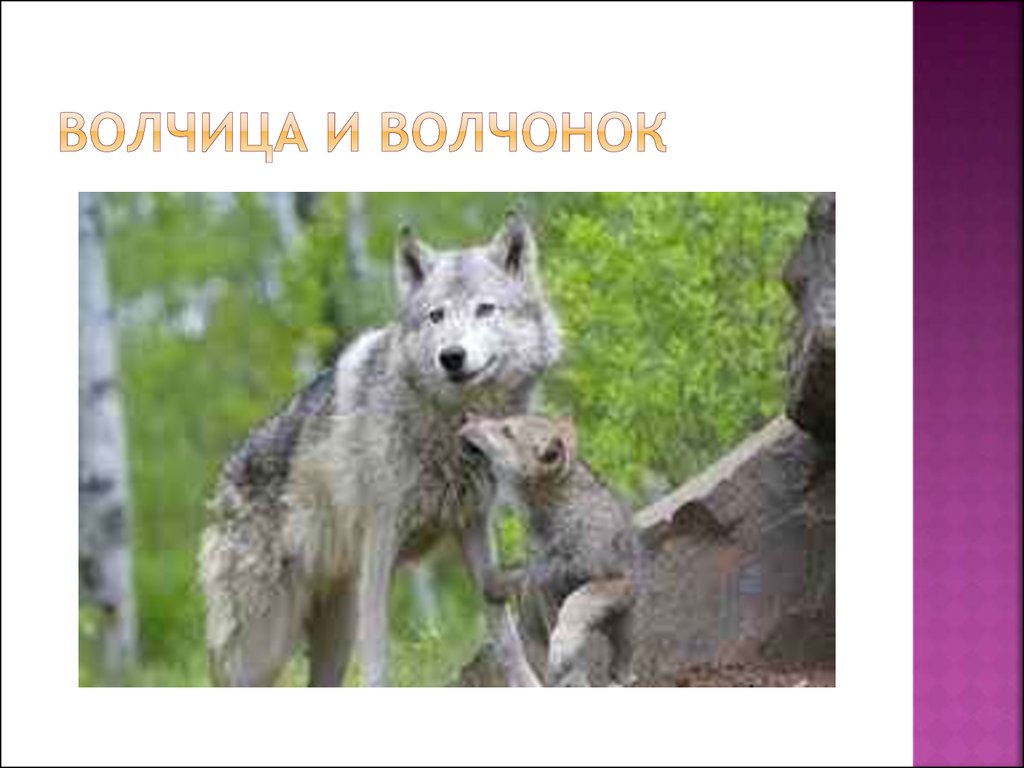 Волчица и волчонок