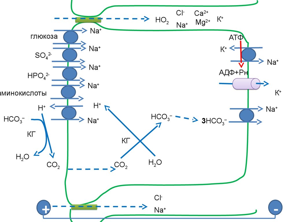 Атф глюкоза адф. Цикл АТФ-АДФ биохимия. Аденозин 5 дифосфат. Са2+. Са2+ и mg2+.