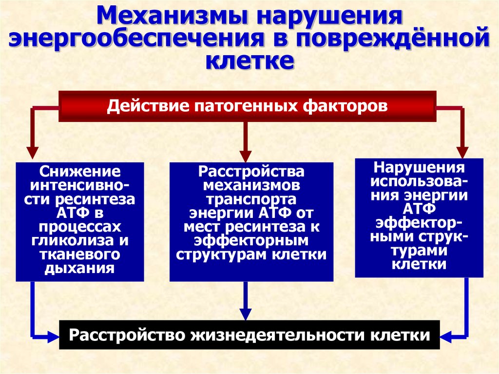 Основные механизмы повреждения клеток схема