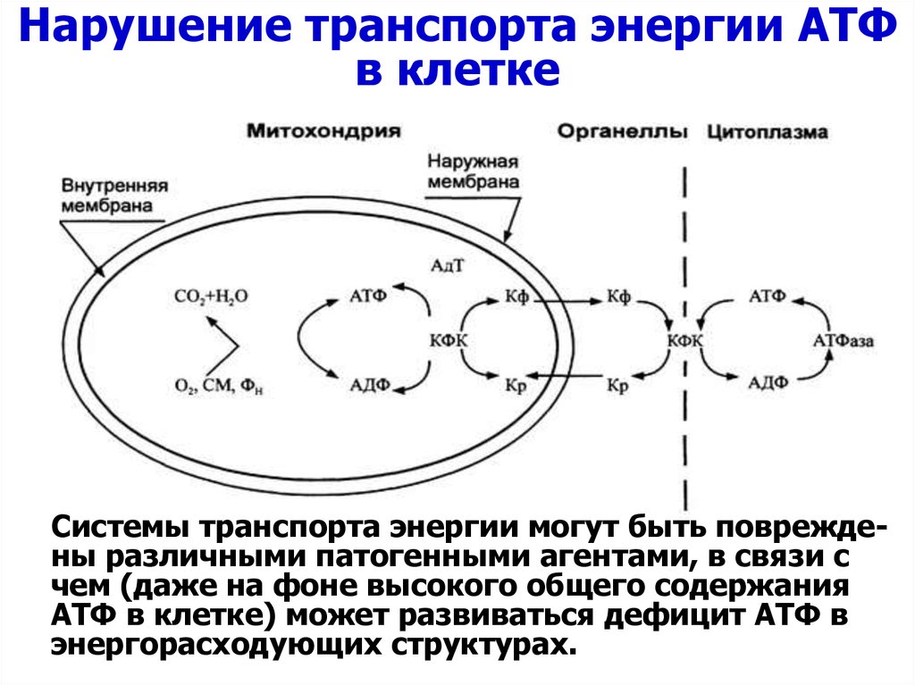 В атф заключено энергии