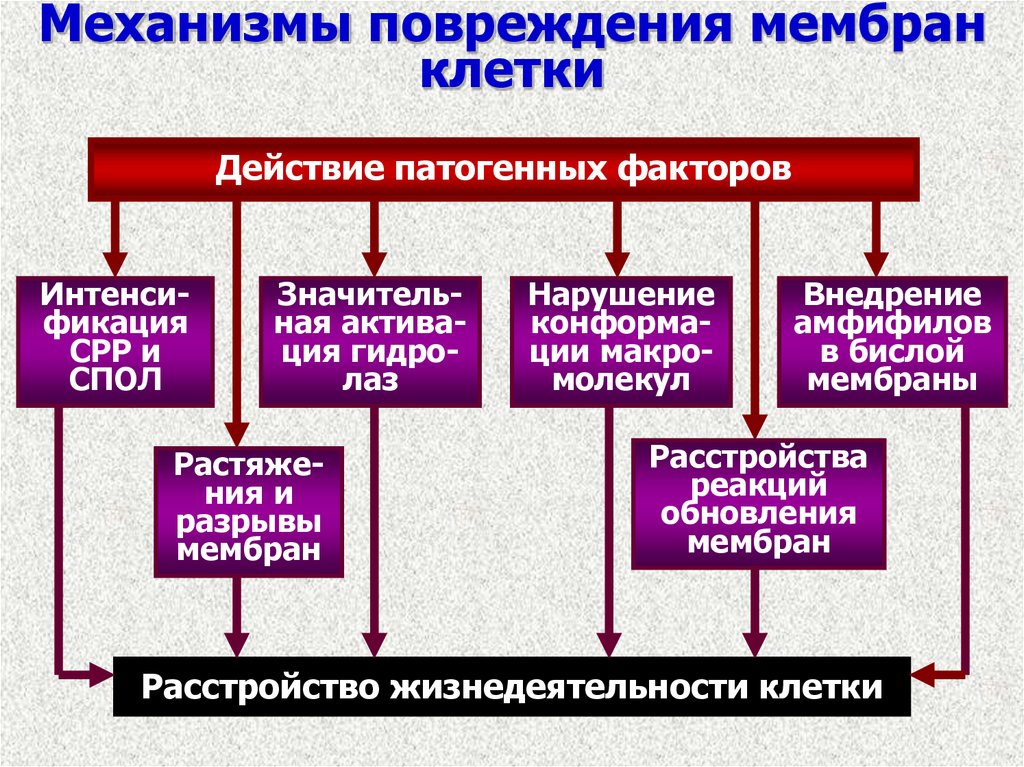 Основные механизмы повреждения клеток схема