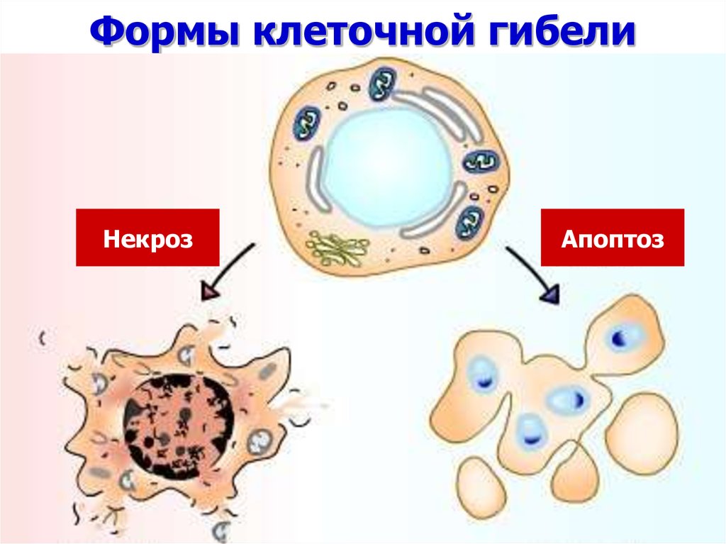 Распад клеток. Формы гибели клеток. Гибель клетки. Гибель клетки апоптоз и некроз. Типы клеточной гибели.