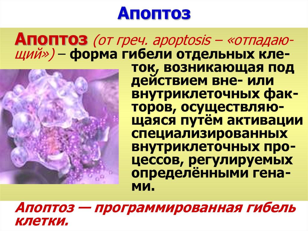 Содержит ферменты осуществляющие апоптоз. Апоптоз это в биологии 10 класс. Апоптоз клетки. Апоптоз презентация. Апоптоз патологическая анатомия.