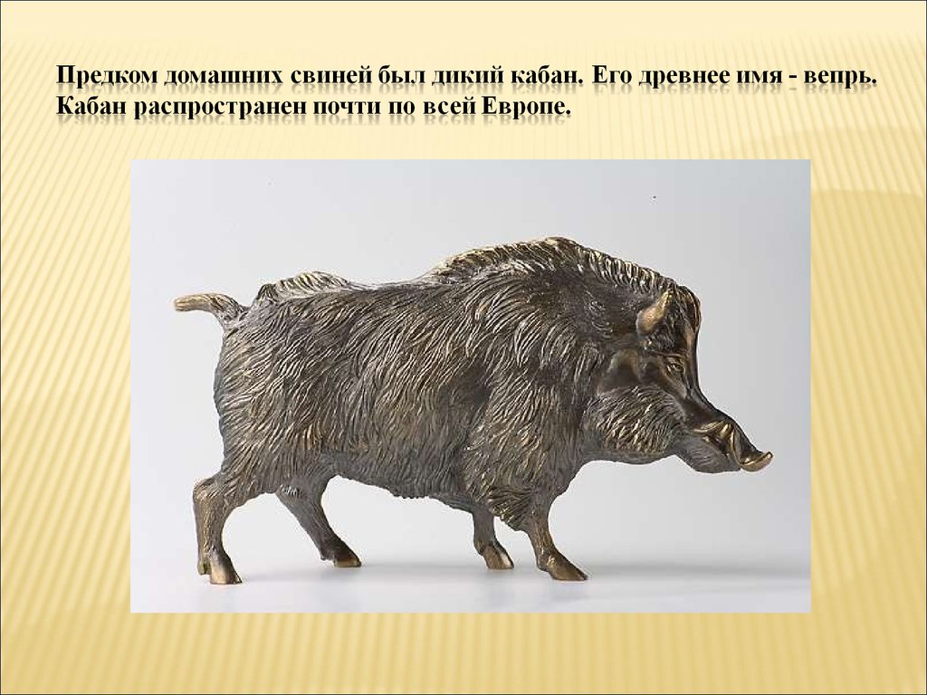 Чем отличаются домашние животные от диких. Дикий кабан предок свиньи. Кабан предок свиньи. Предки домашних поросят. Дикий предок домашней свиньи.
