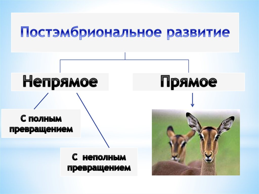 Какое развитие прямое или непрямое