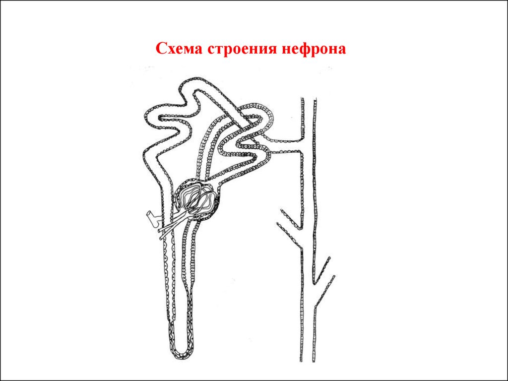 Схема нефрона почки. Схема строения нефрона анатомия. Схема нефрона анатомия. Схематическое строение нефрона. Строение нефрона человека рисунок.