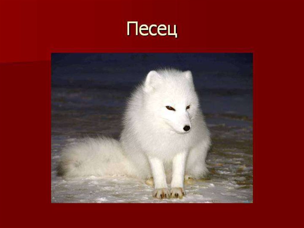 Звероводство презентация 7 класс