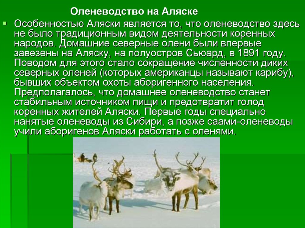 Отрасли оленеводства. Оленеводство презентация. Оленеводство доклад. Оленеводство отрасль животноводства. Оленеводство проект.