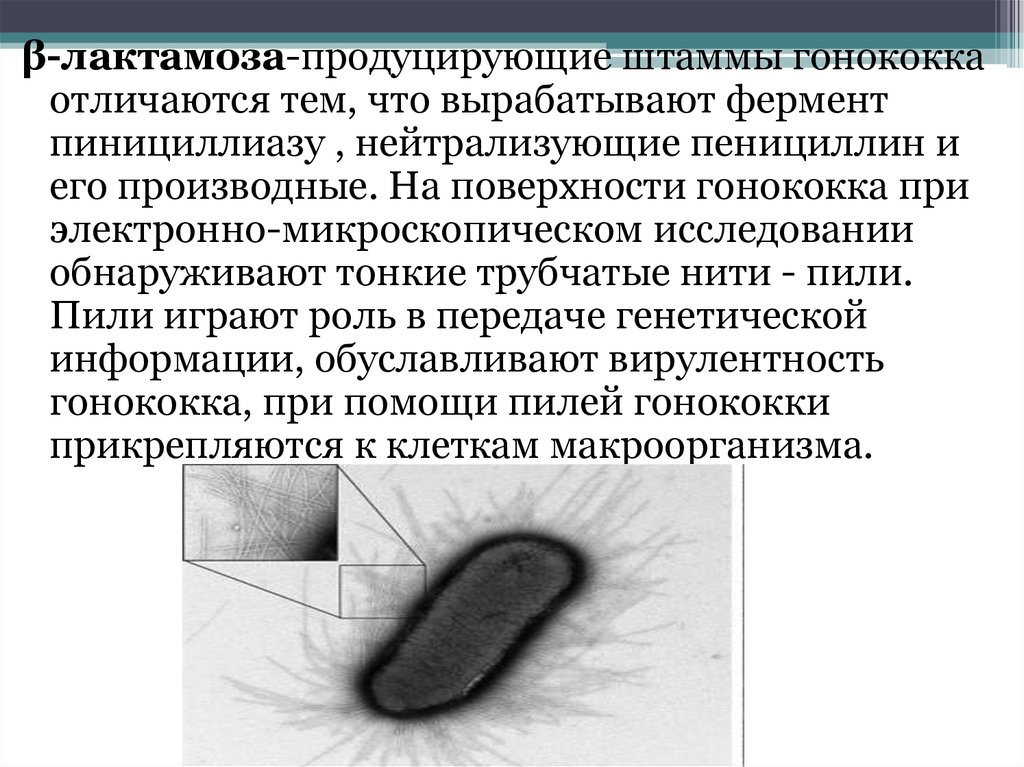 Гонорея способ передачи