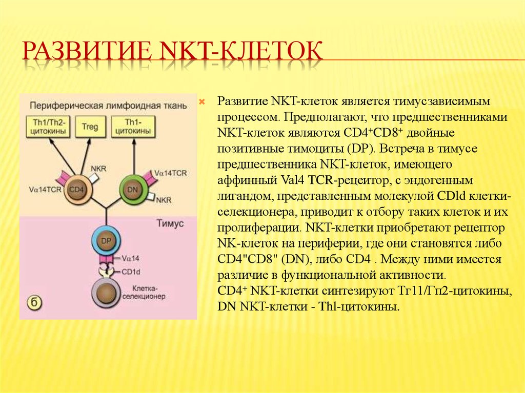 Развитие клетки картинка