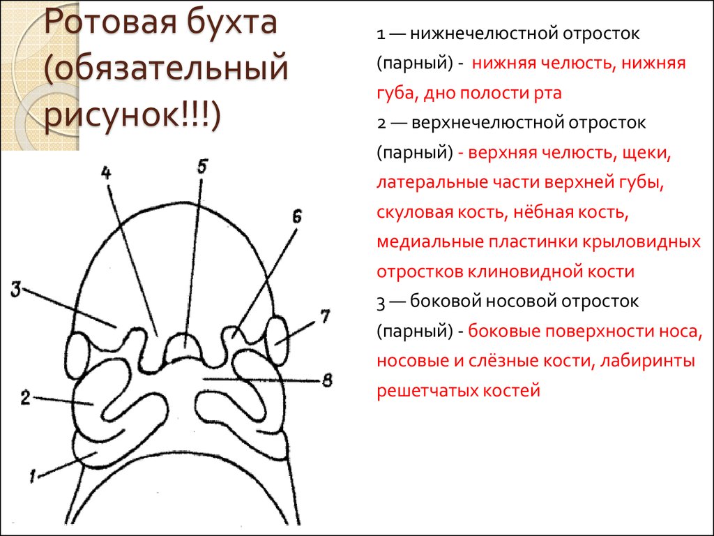 Развитие лица. Ротовая бухта. Отростки ротовой бухты. Формирование ротовой бухты. Ротовая бухта анатомия.