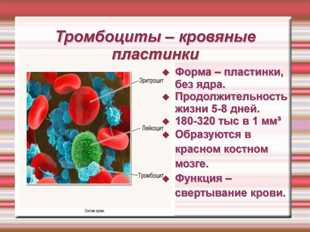 Гранулы тромбоцитов содержат. Тромбоциты форма и строение. Тромбоциты структуры клетки. Тромбоциты это форменные клетки крови ?. Форма цвет строение тромбоциты.