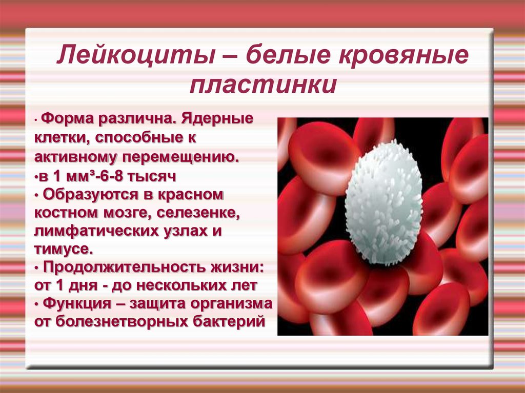 Элементы белой крови. Лейкоциты форма и строение. Лейкоциты белые клетки крови. Белые клетки крови строение. Лейкоциты это белые кровяные клетки.