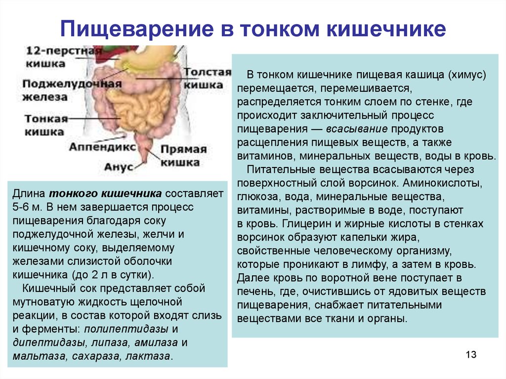 Благодаря чему. Пищеварение в тонком кишечнике. Процессы переваривания пищи в тонком кишечнике. Пищеваринеив тонкомкишечнике. Тонкий кишечник продукты расщепления.