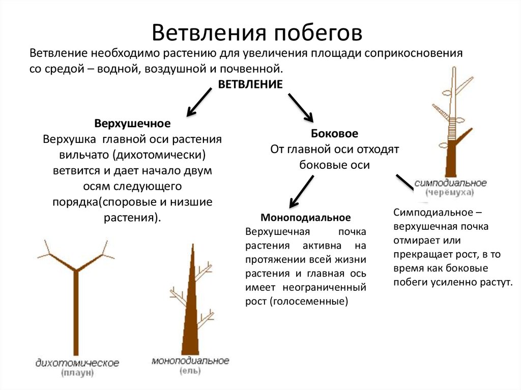 Типы побегов. Моноподиальное ветвление побега. Дихотомическое ветвление побега. Верхушечное ветвление побегов. Тип ветвления симподиальное.