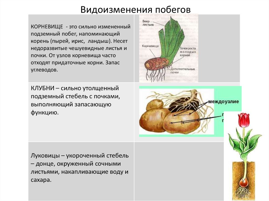 Чем отличается корневище. Видоизменения побегов надземные и подземные. Видоизменения подземных побегов 6 класс биология. Видоизменения подземных побегов таблица. Подземные метаморфозы побега таблица.