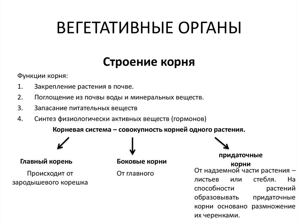 Схема вегетативного тела растения