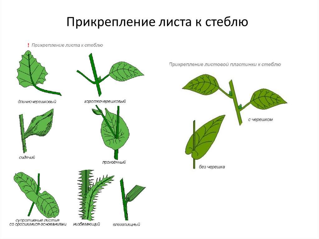 У большинства есть сидячие листья. Растения с листья с черешком. Прикрепление к стеблю и черешок. Типы черешков у листа. Типы прикрепления листьев к стеблю.