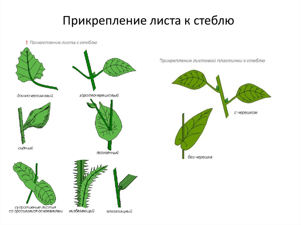 Прикрепление листа к стеблю. Прикрепление листа к стеблю черешковый. Прикрепление листьев к стеблю черешковый. Растения с листья с черешком. Прикрепление к стеблю и черешок.