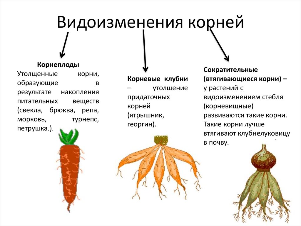 Допишите схему классификации пряностей листовые цветочные коровые корневые