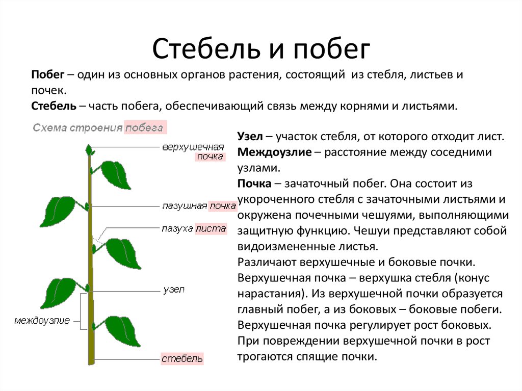 Основным объектом презентации является выберите один ответ a лист b страница c книга d слайд