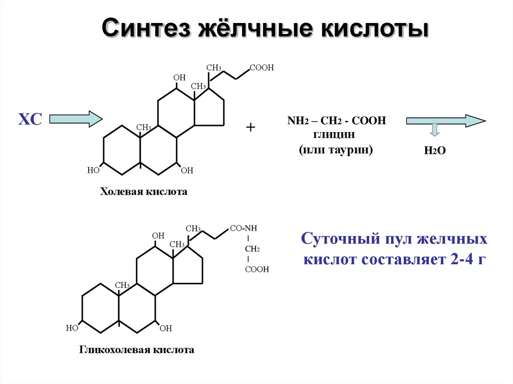 Теле синтез. Схема синтеза желчных кислот. Синтез желчных кислот биохимия. Образование вторичных желчных кислот. Синтез желчных кислот из холестерола.