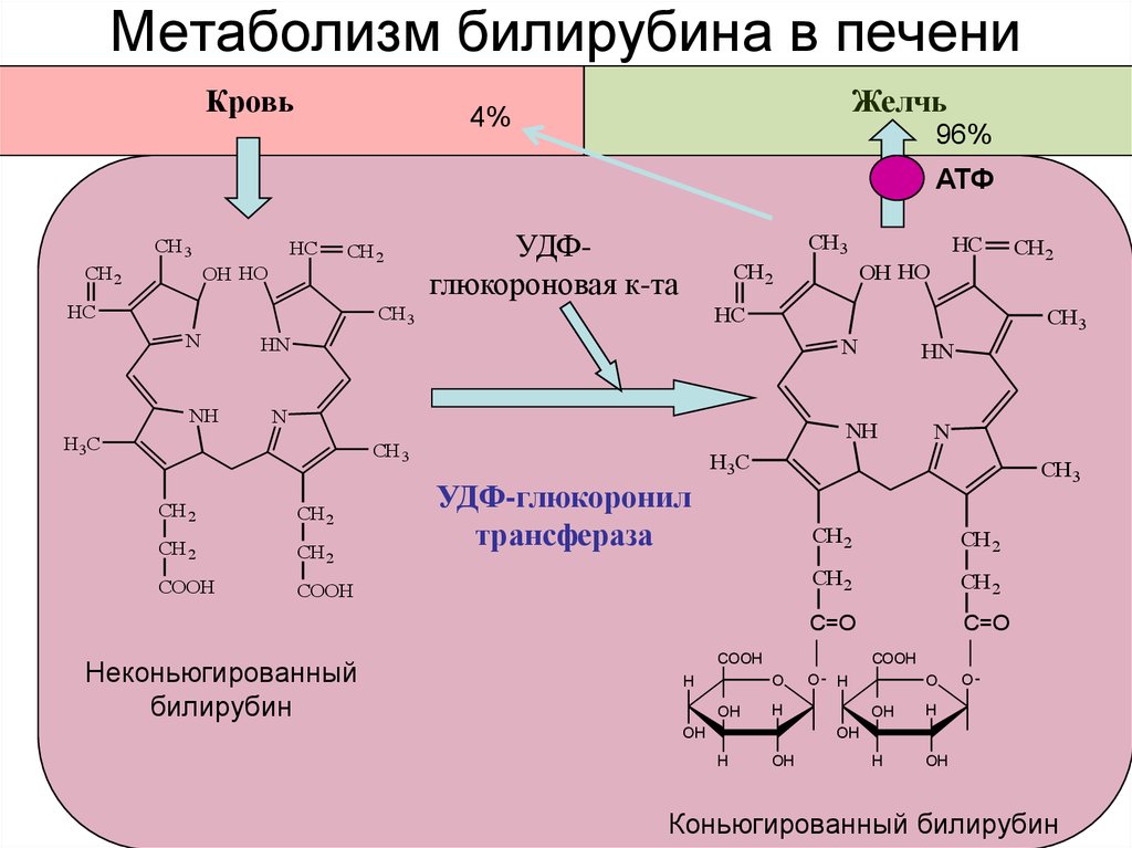 Биохимия печени. Реакция образования непрямого билирубина. Реакции образования прямого билирубина. Синтез конъюгированного билирубина. Билирубин формула биохимия.