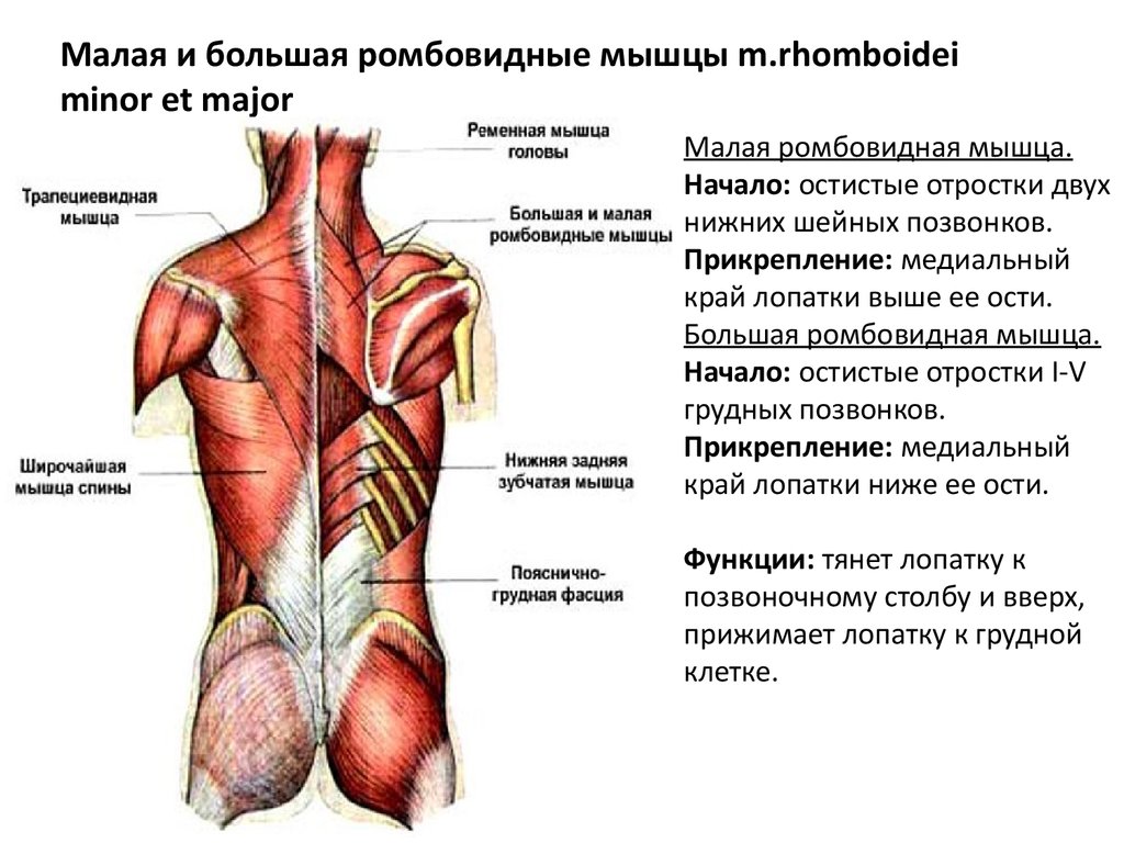 Мышцы спины и ребра. Трапециевидная мышца, большая и малая ромбовидная. Анатомия человека ромбовидные мышцы. Схема мышц спины человека анатомия. Ромбовидная мышца спины схема.
